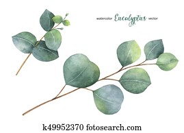 aquarell, vektor, hand, malen, satz, mit, eukalyptus, bl?tter, und, branches. aquarell, vektor, hand, malen, satz, mit, eukalyptus, bl?tter, und, branches.