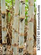Sugar cane background Sugar cane background