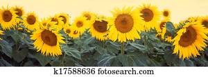 Sunflower Sunflower