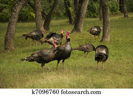 wild turkey flocks wild turkey flocks