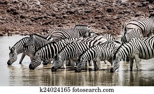zebras, em, a, waterhole