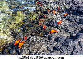 Crabs on Volcanic Rock
