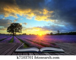 Creative concept image of beautiful image of stunning sunset with atmospheric clouds and sky over vibrant ripe lavender fields in English countryside landscape Creative concept image of beautiful image of stunning sunset with atmospheric clouds and sky over vibrant ripe lavender fields in English countryside landscape