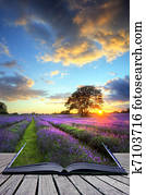 Creative concept image of beautiful image of stunning sunset with atmospheric clouds and sky over vibrant ripe lavender fields in English countryside landscape Creative concept image of beautiful image of stunning sunset with atmospheric clouds and sky over vibrant ripe lavender fields in English countryside landscape