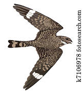 Lesser Nighthawk in flight Lesser Nighthawk in flight
