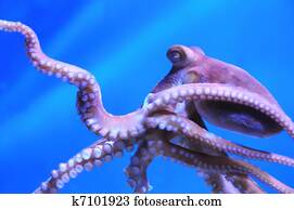 Octopus Octopus