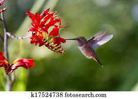Rufous, hummingbird