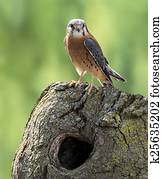 American Kestrel