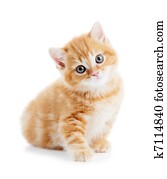 britânico, shorthair, gatinho, gato, isolado