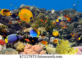 coral and fish coral and fish