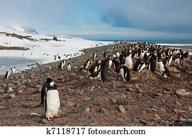 Gentoo Penguin Colony