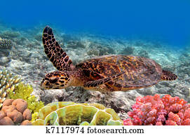 green sea turtle swimming in ocean sea