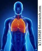 Human thorax organs with lungs and heart Human thorax organs with lungs and heart
