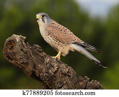 Kestrel, Falco tinnunculus