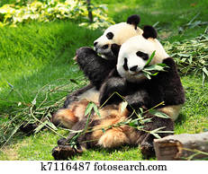 panda panda