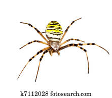 spider spider