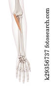 The pronator teres The pronator teres