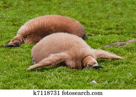 Two King Penguin Chicks