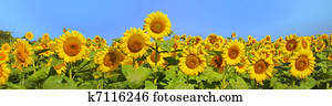 Wonderful panoramic view field of sunflowers by summertime Wonderful panoramic view field of sunflowers by summertime