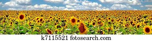 Wonderful panoramic view field of sunflowers by summertime