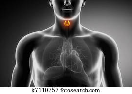 זכר, בלוטת תריס, אנטומיה