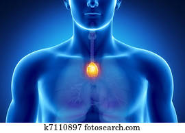 זכר, הרת, אנטומיה