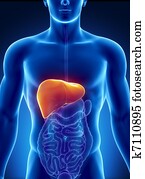 זכר, כבד, אנטומיה, עם, אברים עכוליים