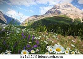 Field of daisies and wild flowers