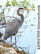 Great Blue Heron (Ardea Herodias) Great Blue Heron (Ardea Herodias)