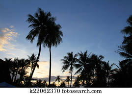 Palm tree Palm tree