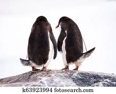 Rear view of two Gentoo penguins, Pygoscelis papua, standing on rock, Mikkelsen Harbour, Trinity Island, Antarctic Peninsula, Antarctica