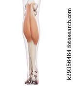 The gastrocnemius The gastrocnemius