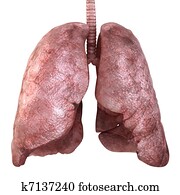 healty, pulmões, isolado, ligado, white., 3d, render