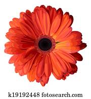 Orange gerbera.