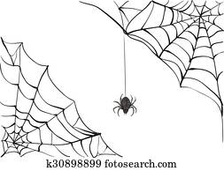 トップ100 蜘蛛 黒 大きい 最高の花の画像