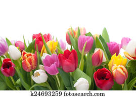 Spring tulips Spring tulips
