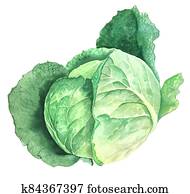 ירוק, כרוב של סאווי, בציר, וואטארכולור, בוטני, דוגמה