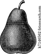 birne, oder, pyrus, sp.,, altmodisch, stich birne, oder, pyrus, sp.,, altmodisch, stich