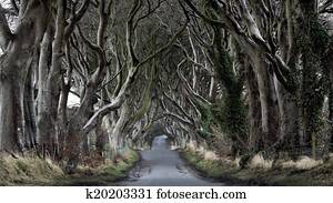 Dark Hedges