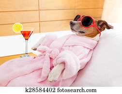 dog spa wellness dog spa wellness
