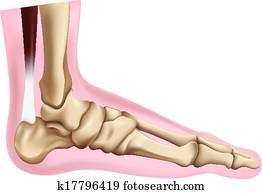 esqueleto, de, a, pé