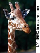 Giraffe Giraffe