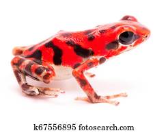 vibrant red poison dart frog