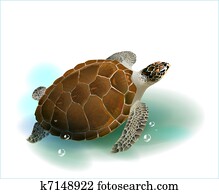 צב של ים, לשחות, ב, ה, אוקינוס