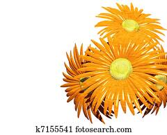 Gerbera orange daisy