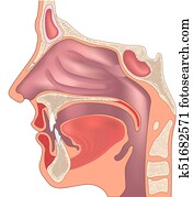 koerperbau, von, dass, nase, und, throat., menschlich, organ, structure., medizinisches zeichen