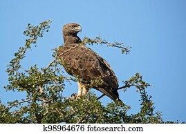 Martial Eagle - Polemaetus bellicosus
