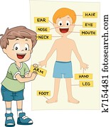 Parts of the Body Parts of the Body