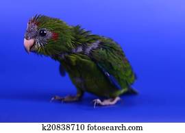 Red-fronted Kakariki parakeet baby