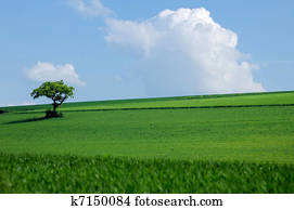 Tree on the prairie Tree on the prairie
